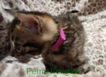 Purple Collar Perris Bengal Girl - Bengal Kitten For Sale - 