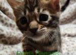 White Collar Perris Bengal Girl - Bengal Kitten For Sale - Perris&comma; CA&comma; US