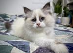 Marsh - Ragdoll Kitten For Sale - Tuscaloosa&comma; AL&comma; US