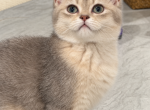 Lucas  Beautiful Blue Golden British Shorthair Bo - British Shorthair Kitten For Sale - Matthews&comma; NC&comma; US