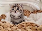 Scottish kittens - Scottish Straight Kitten For Sale - 