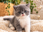 Spotty - Persian Kitten For Sale - Chula Vista&comma; CA&comma; US