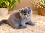Bubbles - Persian Kitten For Sale - 