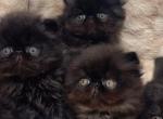 Beautiful Persian Kittens - Persian Kitten For Sale - Fort Lauderdale&comma; FL&comma; US