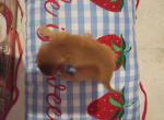 Holiday Red Rosebud - Abyssinian Kitten For Sale - 
