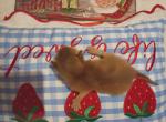 Holiday Red Rosie - Abyssinian Kitten For Sale - 