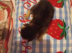 Ruddy Rudolph - Abyssinian Kitten For Sale - Plymouth&comma; WI&comma; US