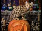 Princess Leia kitty - Highlander Kitten For Sale - Lake Isabella&comma; CA&comma; US