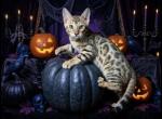 Mowgli Boy - Highlander Kitten For Sale - Lake Isabella&comma; CA&comma; US