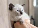 Cute Siamese kitten - Siamese Kitten For Sale - Enfield&comma; CT&comma; US
