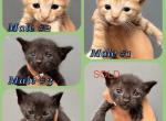 Kittens males half Siamese - Domestic Kitten For Sale - Leominster&comma; MA&comma; US