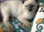 Leo - Siamese Kitten For Sale - Staten Island&comma; NY&comma; US