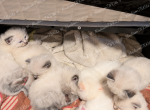 Lovely Litter of Angels - Ragdoll Kitten For Sale - Madison&comma; TN&comma; US