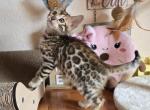 Bengal Kittens - Bengal Kitten For Sale - 
