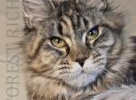 Faylinn Forest Rich - Maine Coon Cat For Sale - Manhattan&comma; NY&comma; US