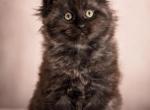Maine Coon Kittens - Maine Coon Kitten For Sale - Newport&comma; ME&comma; US