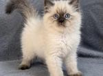 Ragdoll Kittens - Ragdoll Kitten For Sale - 