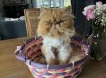 Scarlett and Casper's Kittens - Persian Kitten For Sale - Fern Bch&comma; FL&comma; US