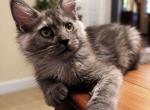 Lyra sweet black smoke female - Maine Coon Kitten For Sale - Grant Valkaria&comma; FL&comma; US