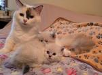 Asia's munchkins - Munchkin Kitten For Sale - Greenville&comma; OH&comma; US