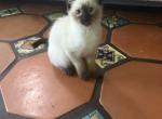 Dora - Siamese Kitten For Adoption - 
