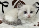 Lilo - Ragdoll Kitten For Sale - 