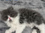 Freckle - Persian Kitten For Sale - Fulshear&comma; TX&comma; US