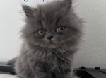 Grumps - Persian Kitten For Sale - Fulshear&comma; TX&comma; US