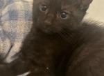 Bean - Domestic Kitten For Sale - Farmington&comma; CT&comma; US
