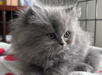 Silver - Persian Kitten For Sale - 