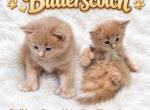 Baby Butterscotch - Maine Coon Kitten For Sale - Sarasota&comma; FL&comma; US