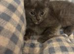 Luna - Domestic Kitten For Sale - Farmington&comma; CT&comma; US