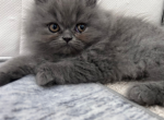 Chicken Little - Persian Kitten For Sale - Fulshear&comma; TX&comma; US