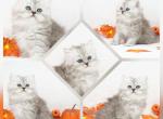 Ember CFA Health Tested - Persian Kitten For Sale - FL&comma; US