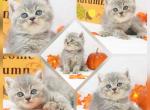 Bliss CFA Health Tested - Persian Kitten For Sale - FL&comma; US