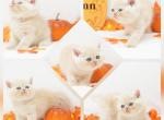 Dobby CFA Health Tested - Persian Kitten For Sale - FL&comma; US
