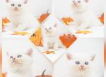 Ripley CFA Health Tested - Himalayan Kitten For Sale - 