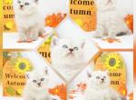 Dodger CFA Health Tested - Himalayan Kitten For Sale - 