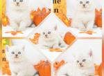 CFA Short Hair Health Tested - Persian Kitten For Sale - FL&comma; US