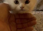 Maya - Munchkin Kitten For Sale - 
