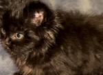 Mika the Minuet - Munchkin Kitten For Sale - Sacramento&comma; CA&comma; US