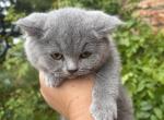 Miso - British Shorthair Kitten For Sale - Tannersville&comma; NY&comma; US