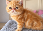 Beautiful persian and exotic kittens - Exotic Kitten For Sale - Margate&comma; FL&comma; US