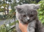 Simba - British Shorthair Kitten For Sale - Tannersville&comma; NY&comma; US