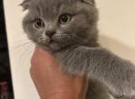 Biscuit - Scottish Fold Kitten For Sale - 