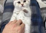 Brownie - Scottish Straight Kitten For Sale - Othello&comma; WA&comma; US