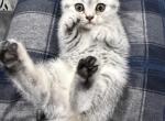 Whiskey - Scottish Fold Kitten For Sale - Othello&comma; WA&comma; US