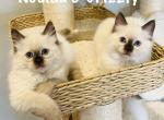 Kodiak and Grizzly - Ragdoll Kitten For Sale - Saint Clair&comma; MI&comma; US