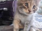 wendy sue - Maine Coon Kitten For Sale - San Diego&comma; CA&comma; US