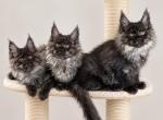 Litter W - Maine Coon Kitten For Sale - Las Vegas&comma; NV&comma; US